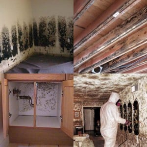 House Mold Mildew Cleanup