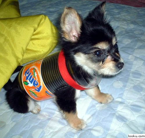 plastic-bottle-doggy-armor