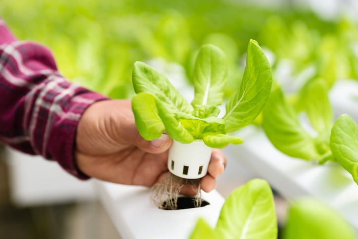 plants grown in hydroponic system